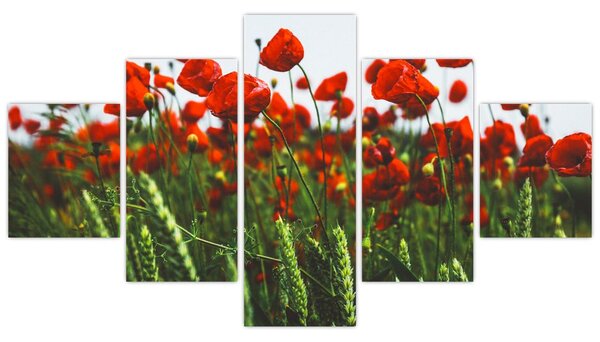 Obraz maków na wietrze (125x70 cm)