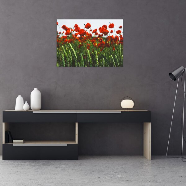 Obraz na szkle maków na wietrze (70x50 cm)