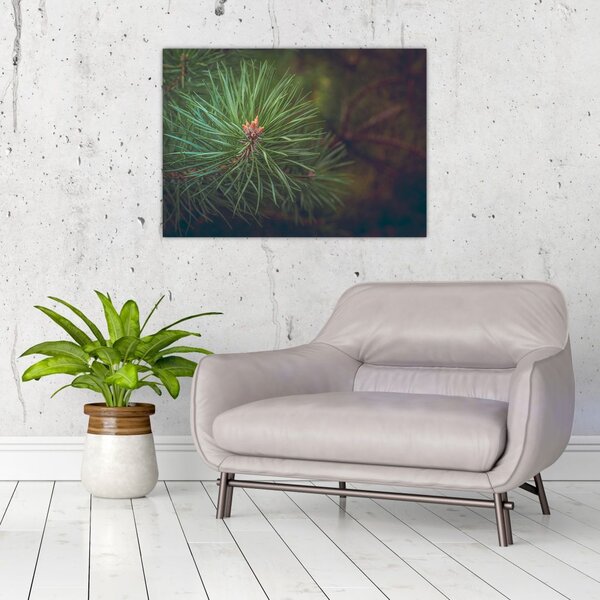 Obraz - Detal sosny (70x50 cm)