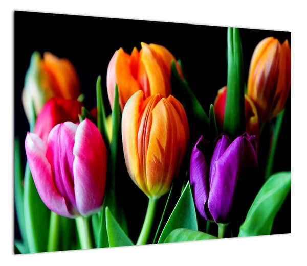 Obraz tulipanów na czarnym tle (70x50 cm)