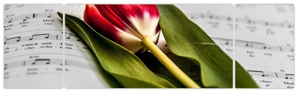 Obraz czerwonego tulipana (170x50 cm)