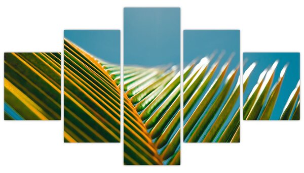 Obraz - Detal liścia palmowego (125x70 cm)
