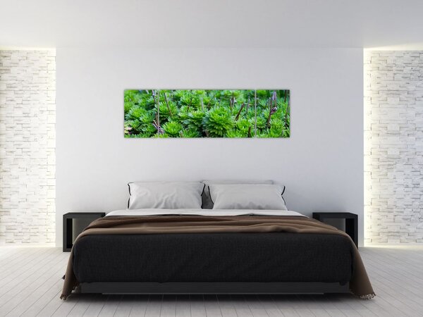 Obraz sukulentów (170x50 cm)