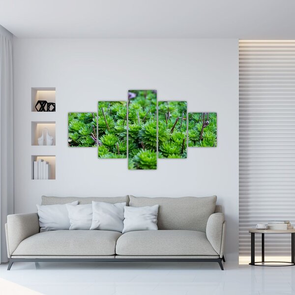 Obraz sukulentów (125x70 cm)