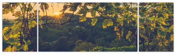 Obraz - Winnica (170x50 cm)