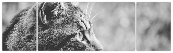 Obraz - Kot (170x50 cm)