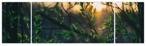 Obraz słońca przeświecającego przez gałęzie drzew (170x50 cm)