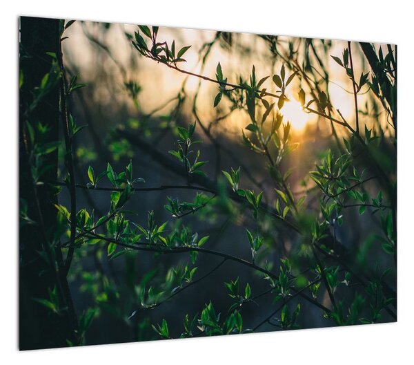 Obraz słońca przeświecającego przez gałęzie drzew (70x50 cm)