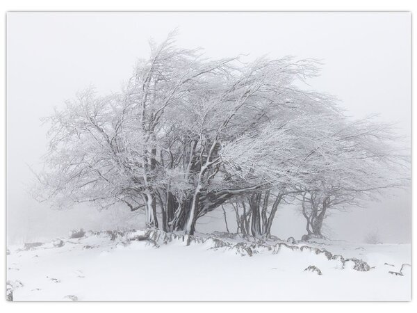 Obraz - Biała zima (70x50 cm)