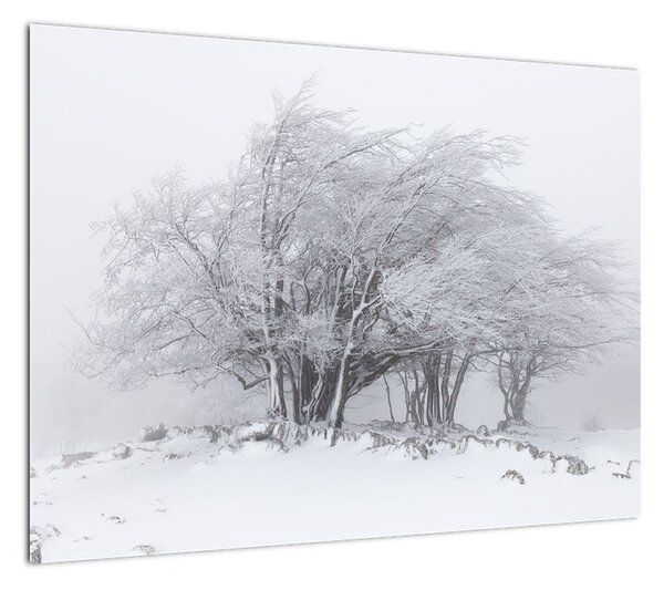 Obraz - Biała zima (70x50 cm)