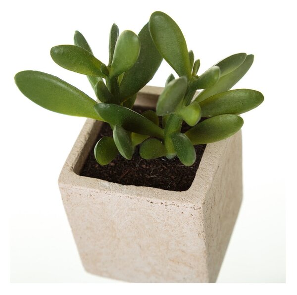 Sztuczne rośliny zestaw 6 szt. (wysokość 9,5 cm) Cactus – Casa Selección