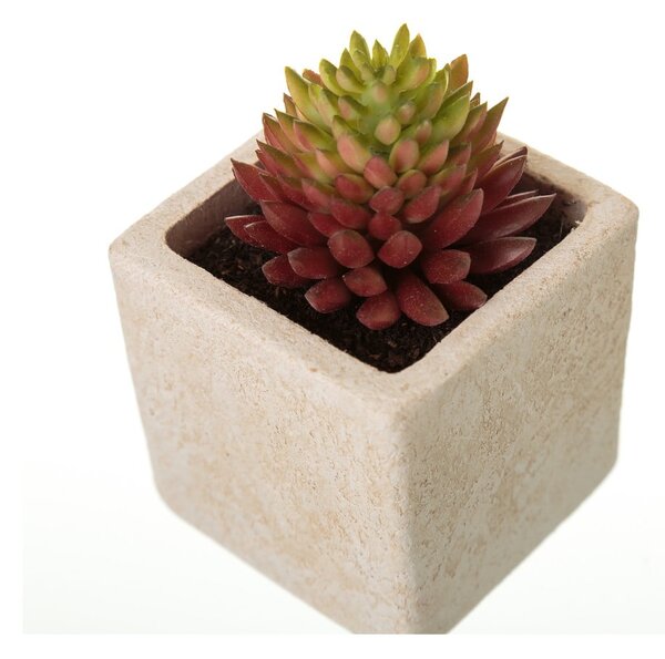 Sztuczne rośliny zestaw 6 szt. (wysokość 9,5 cm) Cactus – Casa Selección