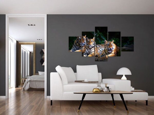 Obraz - Tygrysi Bracia (125x70 cm)