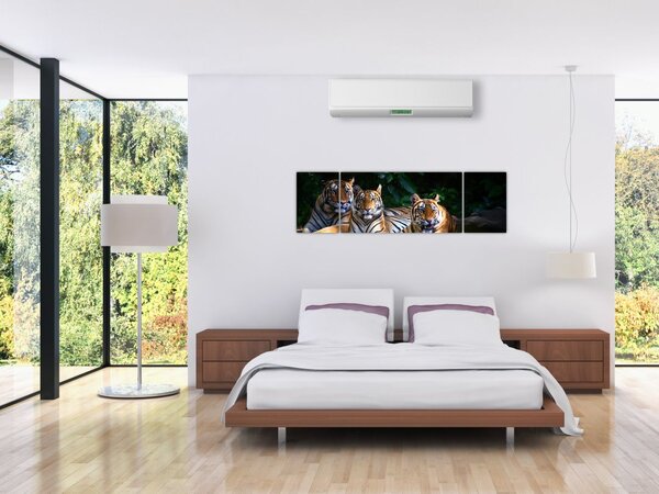Obraz - Tygrysi Bracia (170x50 cm)