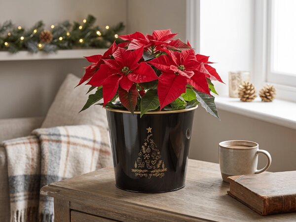 Świąteczna doniczka SEASONS GREETINGS 30 cm, czarna / złota