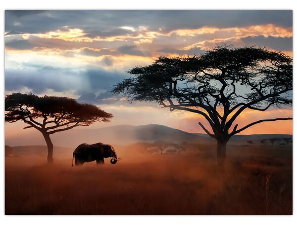 Obraz - Park Narodowy Serengeti, Tanzania, Afryka (70x50 cm)
