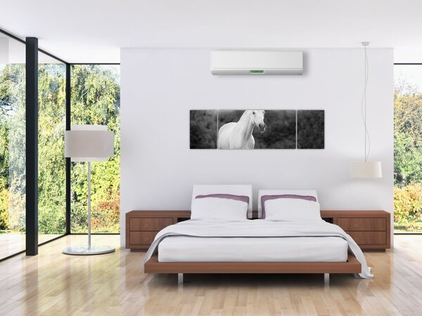Obraz białego konia na łące, czarno - biały (170x50 cm)