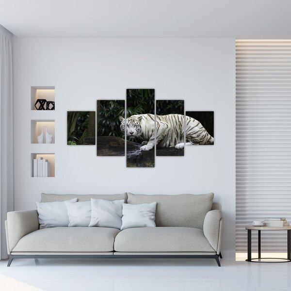 Obraz - Tygrys albinos (125x70 cm)