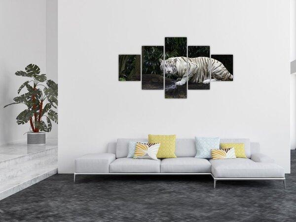 Obraz - Tygrys albinos (125x70 cm)