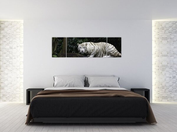 Obraz - Tygrys albinos (170x50 cm)