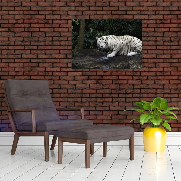 Obraz - Tygrys albinos (70x50 cm)