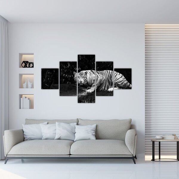 Obraz - Tygrys albinos, czarno - biały (125x70 cm)