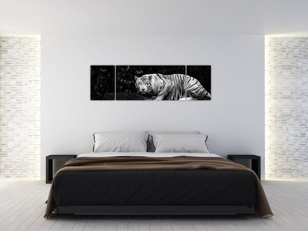 Obraz - Tygrys albinos, czarno - biały (170x50 cm)