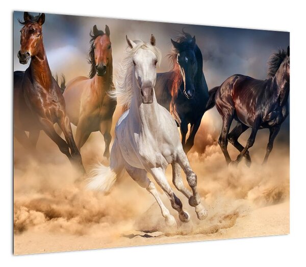 Obraz - Konie na pustyni (70x50 cm)