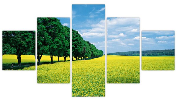 Obraz pola z aleją (125x70 cm)