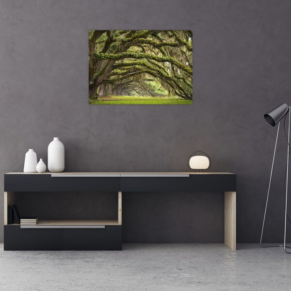 Obraz - Oaks Avenue, Charleston, Karolina Południowa, USA (70x50 cm)