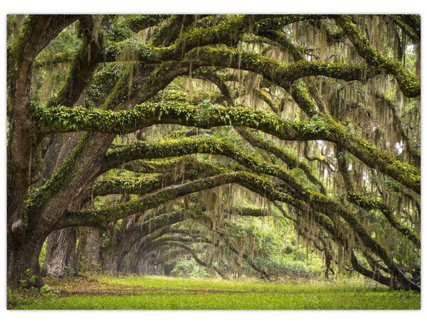 Obraz - Oaks Avenue, Charleston, Karolina Południowa, USA (70x50 cm)