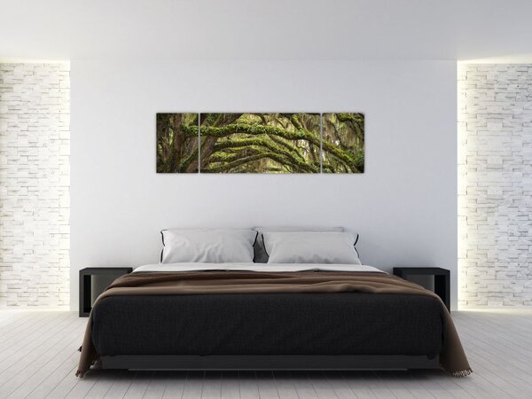 Obraz - Oaks Avenue, Charleston, Karolina Południowa, USA (170x50 cm)