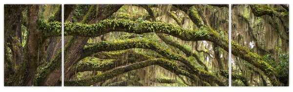 Obraz - Oaks Avenue, Charleston, Karolina Południowa, USA (170x50 cm)