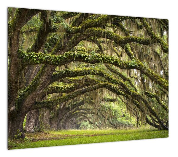 Obraz - Oaks Avenue, Charleston, Karolina Południowa, USA (70x50 cm)