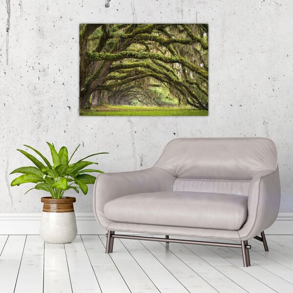 Obraz - Oaks Avenue, Charleston, Karolina Południowa, USA (70x50 cm)