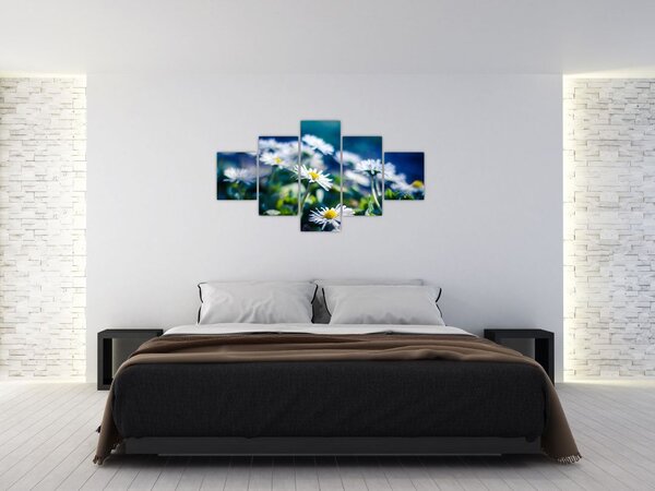 Obraz stokrotek (125x70 cm)