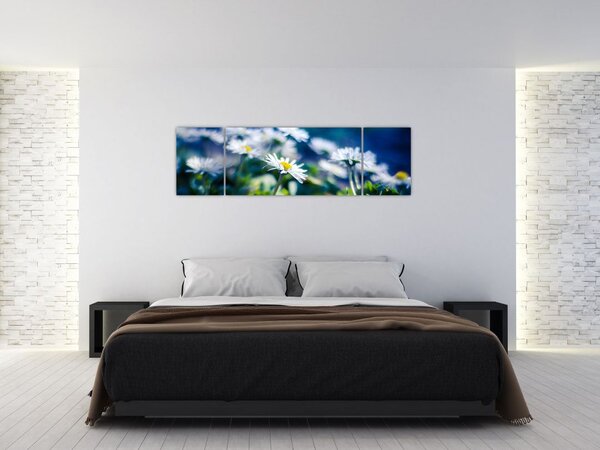 Obraz stokrotek (170x50 cm)