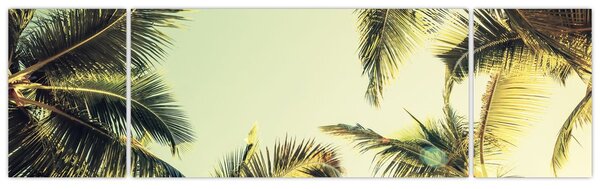 Obraz z palmami kokosowymi (170x50 cm)