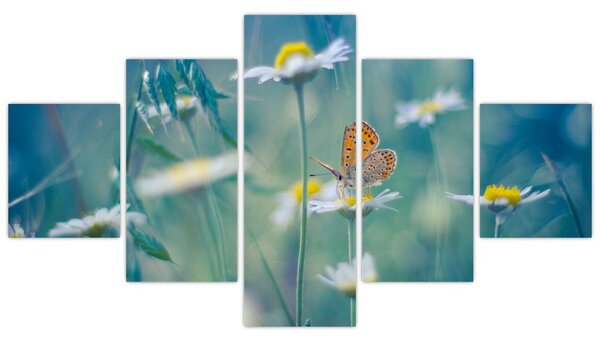 Obraz - Motyl na stokrotce (125x70 cm)