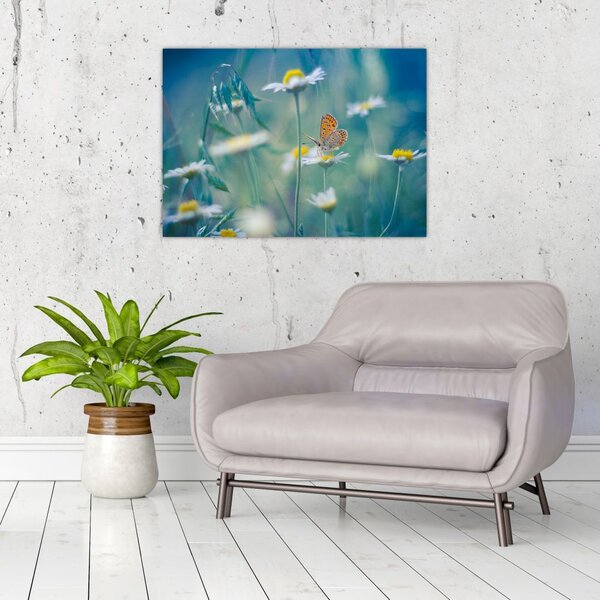 Obraz - Motyl na stokrotce (70x50 cm)