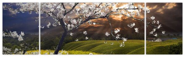 Obraz - Kwitnące drzewo w krajobrazie (170x50 cm)