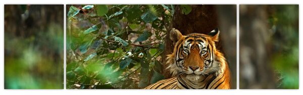Obraz odpoczywającego tygrysa (170x50 cm)