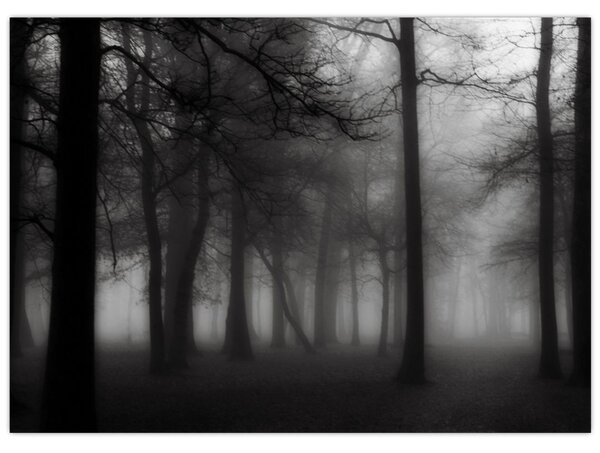 Obraz - Las we mgle (70x50 cm)