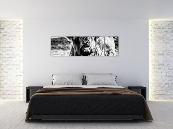 Obraz - Highland - szkocka krowa (170x50 cm)