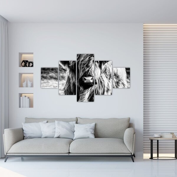 Obraz - Highland - szkocka krowa (125x70 cm)