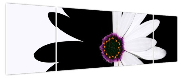 Obraz czarno - białego kwiatu (170x50 cm)