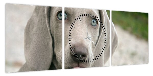 Obraz - weimarski szczeniak (z zegarem) (90x30 cm)