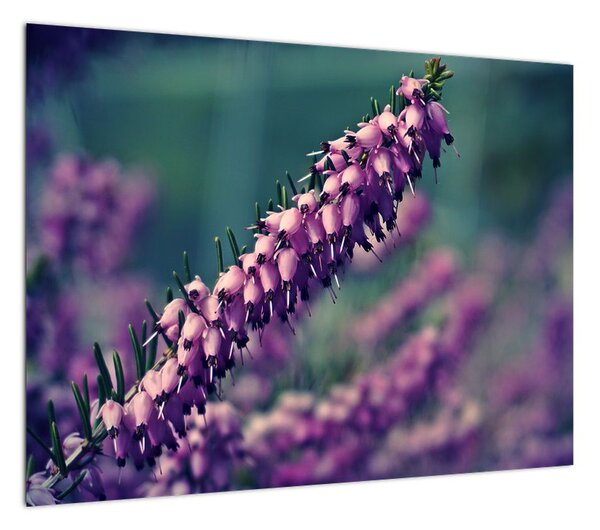 Obraz na szkle - fioletowy kwiat (70x50 cm)