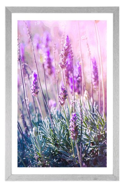 Plakat z passe-partout magiczne kwiaty lawendy