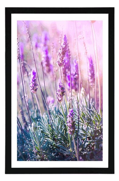 Plakat z passe-partout magiczne kwiaty lawendy